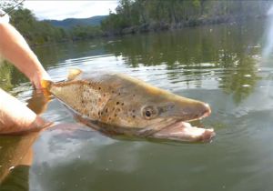 VIDEO: Monster trout catch & release